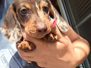 Miniature Dachshund dogs Miniature Dachshund - Advert 16