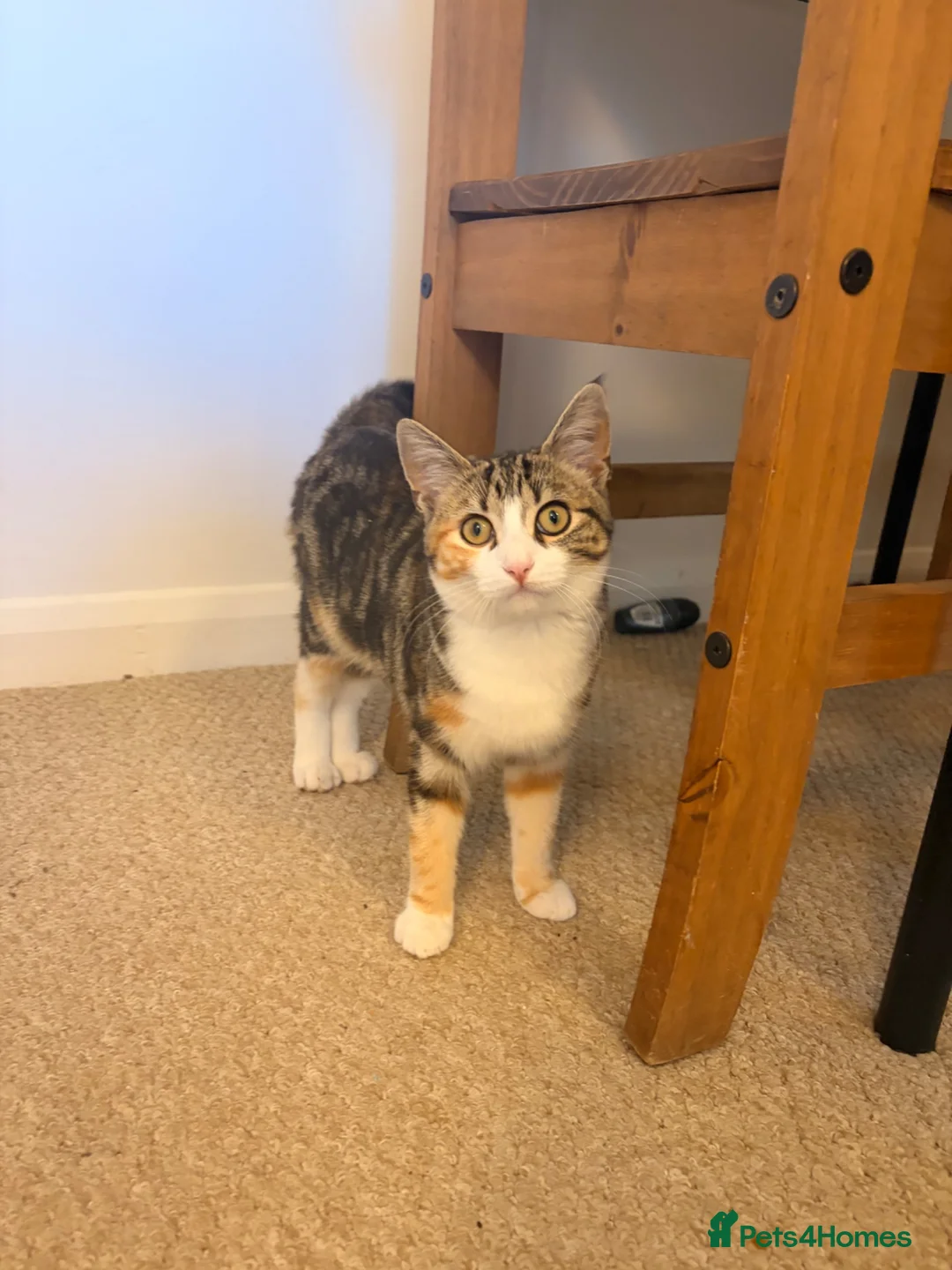 Domestic Shorthair cats for sale: Beautiful Playful Kitten Looking for a Loving Home in London - Advert 2