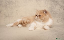 Exotic cats for sale: Active Exotic queen for homing 💓 - Image 4