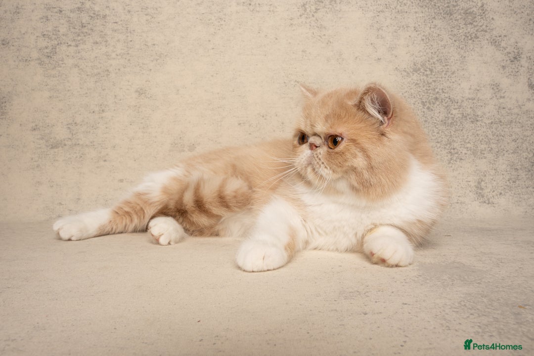 Exotic cats for sale: Active Exotic queen for homing 💓 - Image 4