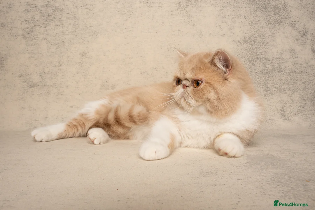 Exotic cats for sale: Active Exotic queen for homing 💓 - Advert 4