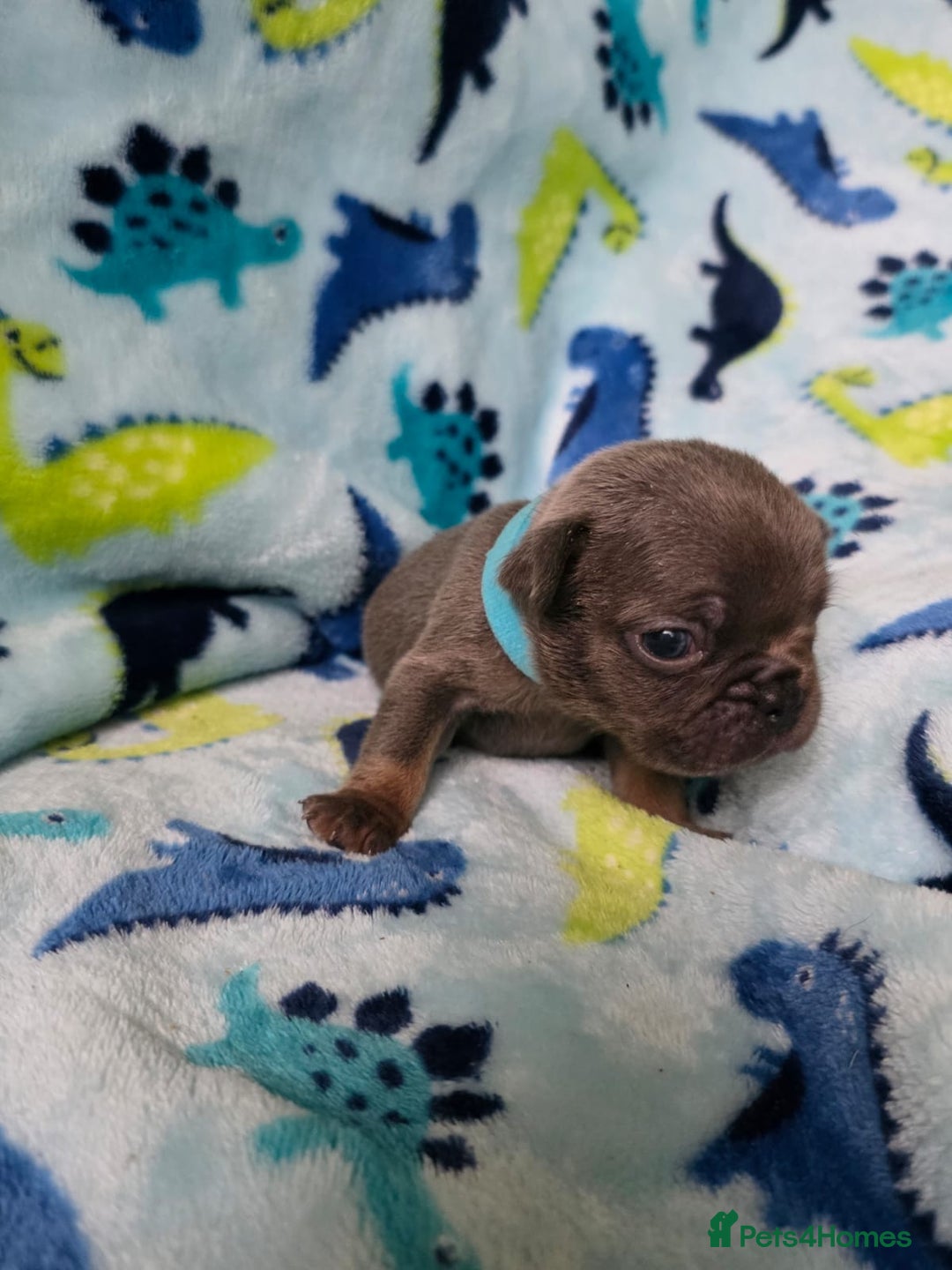 French Bulldog dogs for sale: BEAUTIFUL FRENCH BULLDOG PUPPIES  - Advert 18