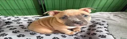American Bully dogs for sale: American pocket bulldogs 1 ready TO LEAVE  - Advert 22