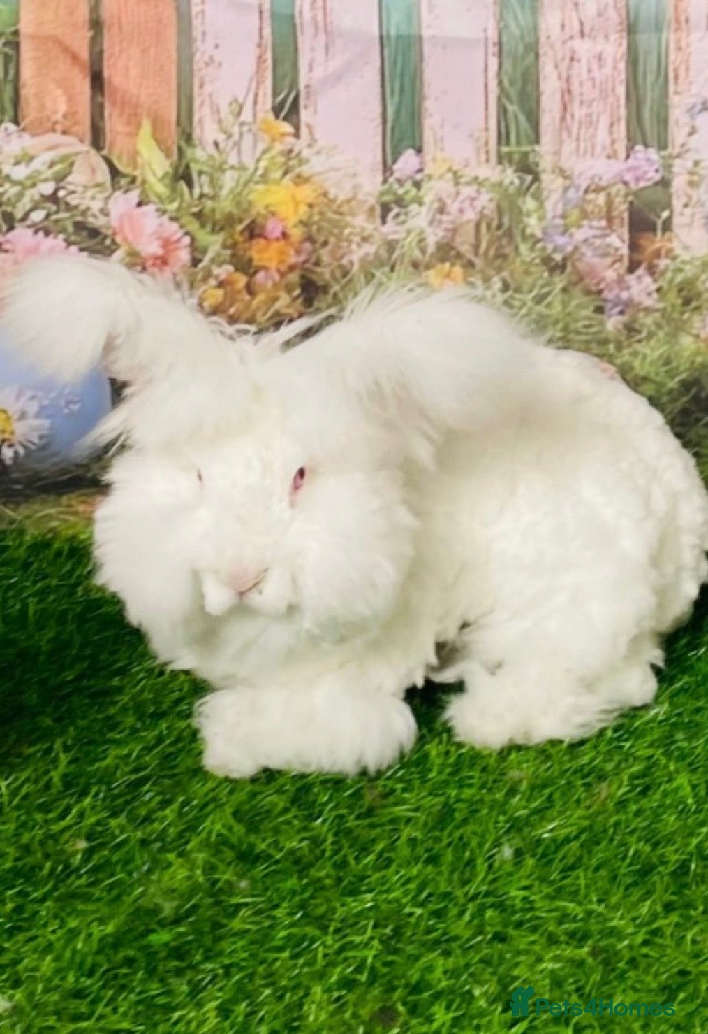 Angora rabbits Female angora bunny  - Advert 1