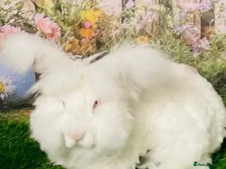 Angora rabbits Female angora bunny - Advert 1