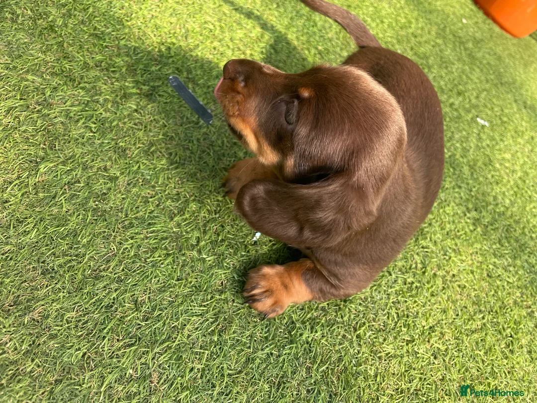Miniature Dachshund dogs for sale: Adorable choc and tan miniature dashunds KC - Advert 16