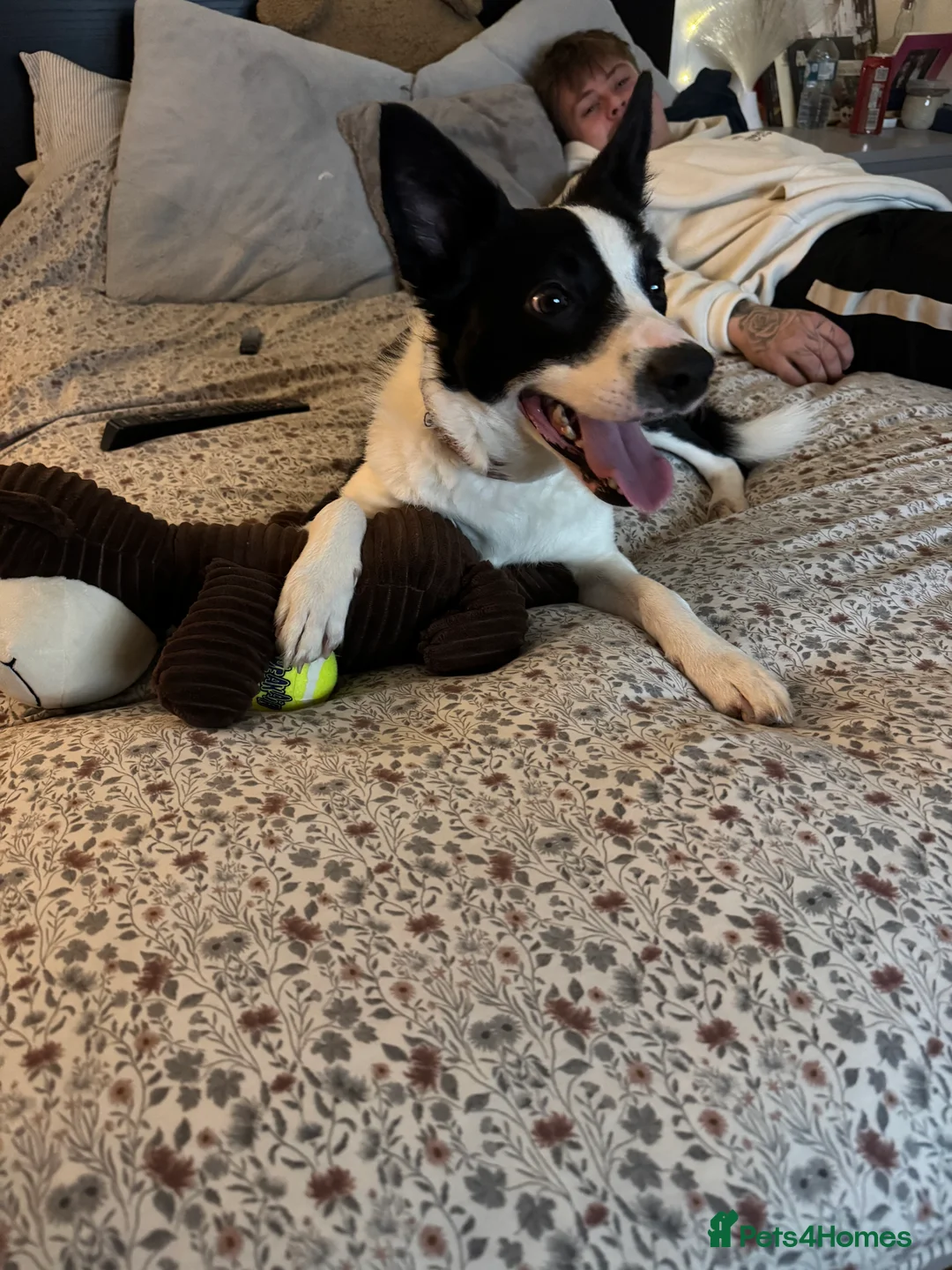 Border Collie dogs for sale: Jasmine 3years old  - Advert 2