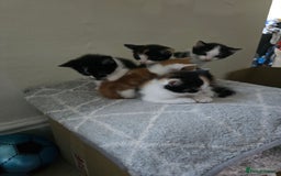 Domestic Shorthair cats for sale: Kittens  - Image 13