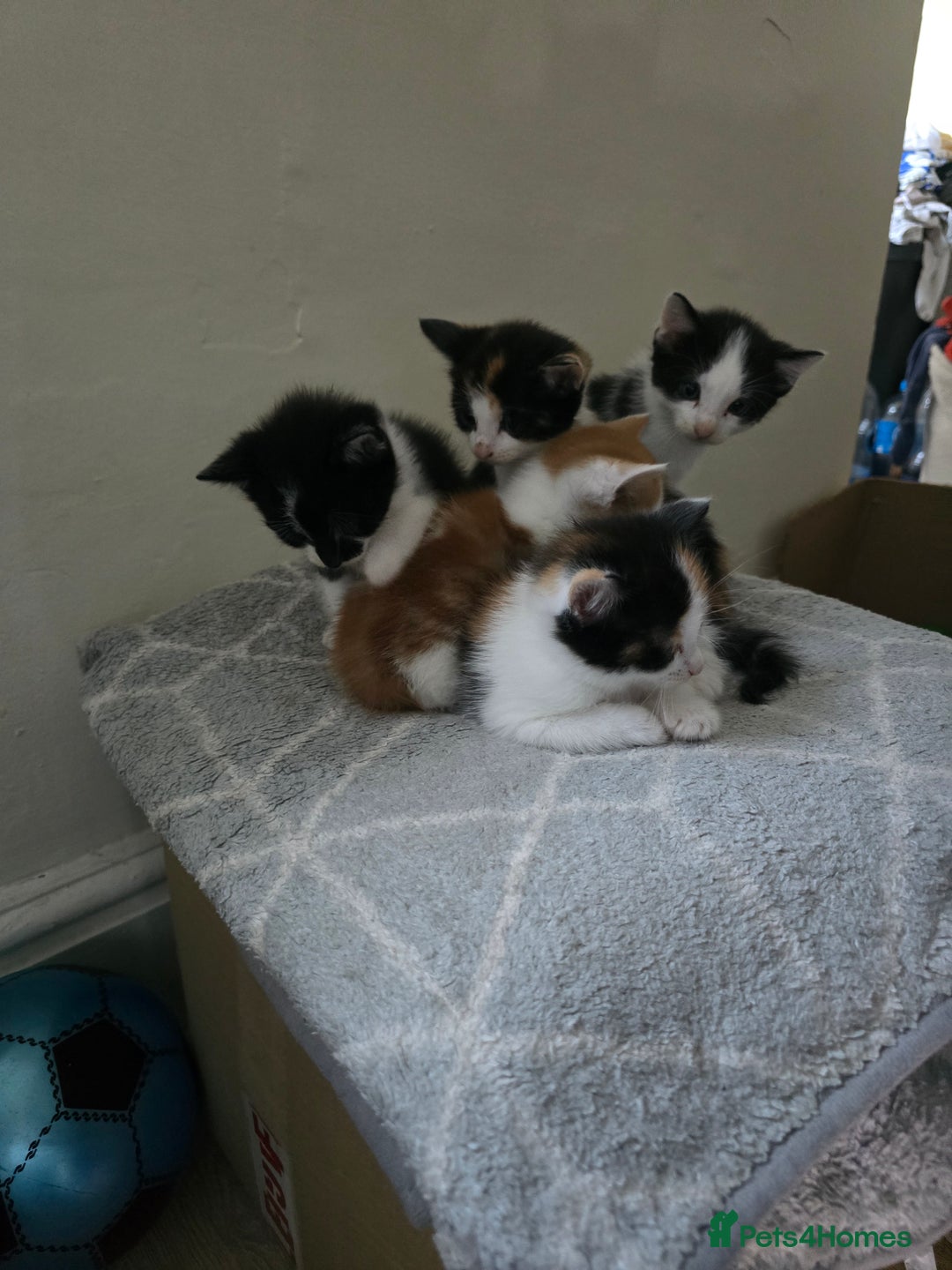 Domestic Shorthair cats for sale: Kittens  - Image 13