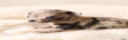 Chihuahua dogs for sale: Chihuahuas *Stunning Litter* Rare and Tiny - Advert 5