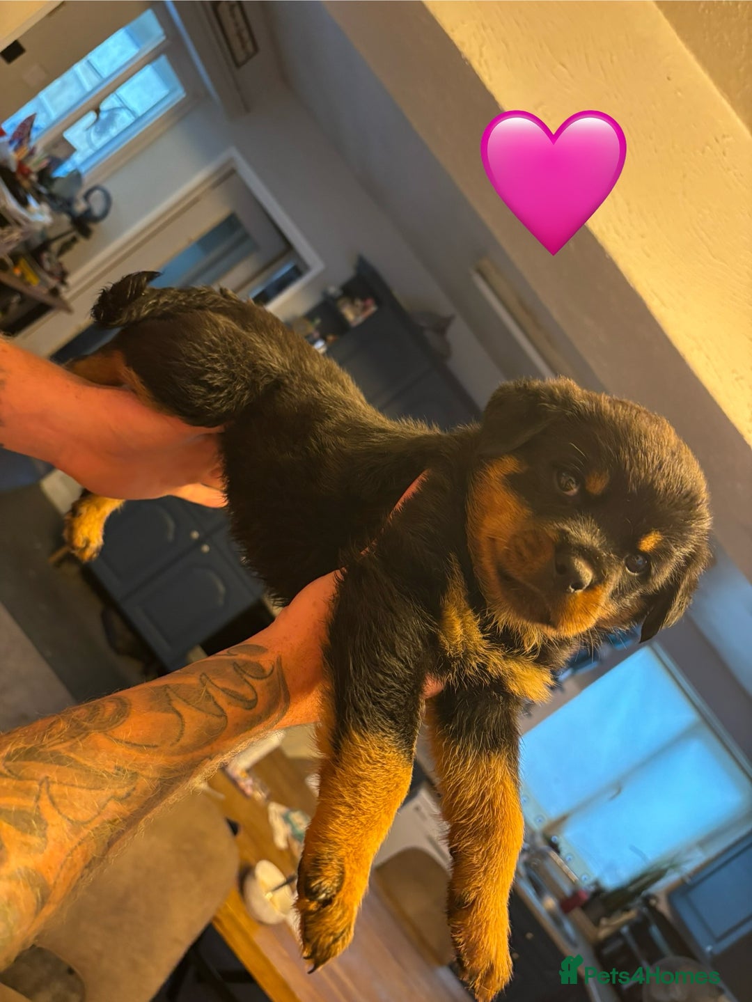 Rottweiler dogs for sale:  Rottweiler Puppies - READY NOW! 2 LEFT!  - Image 16