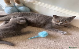 British Shorthair cats for sale: Last Chunky Boy ready to go✨ - Image 10