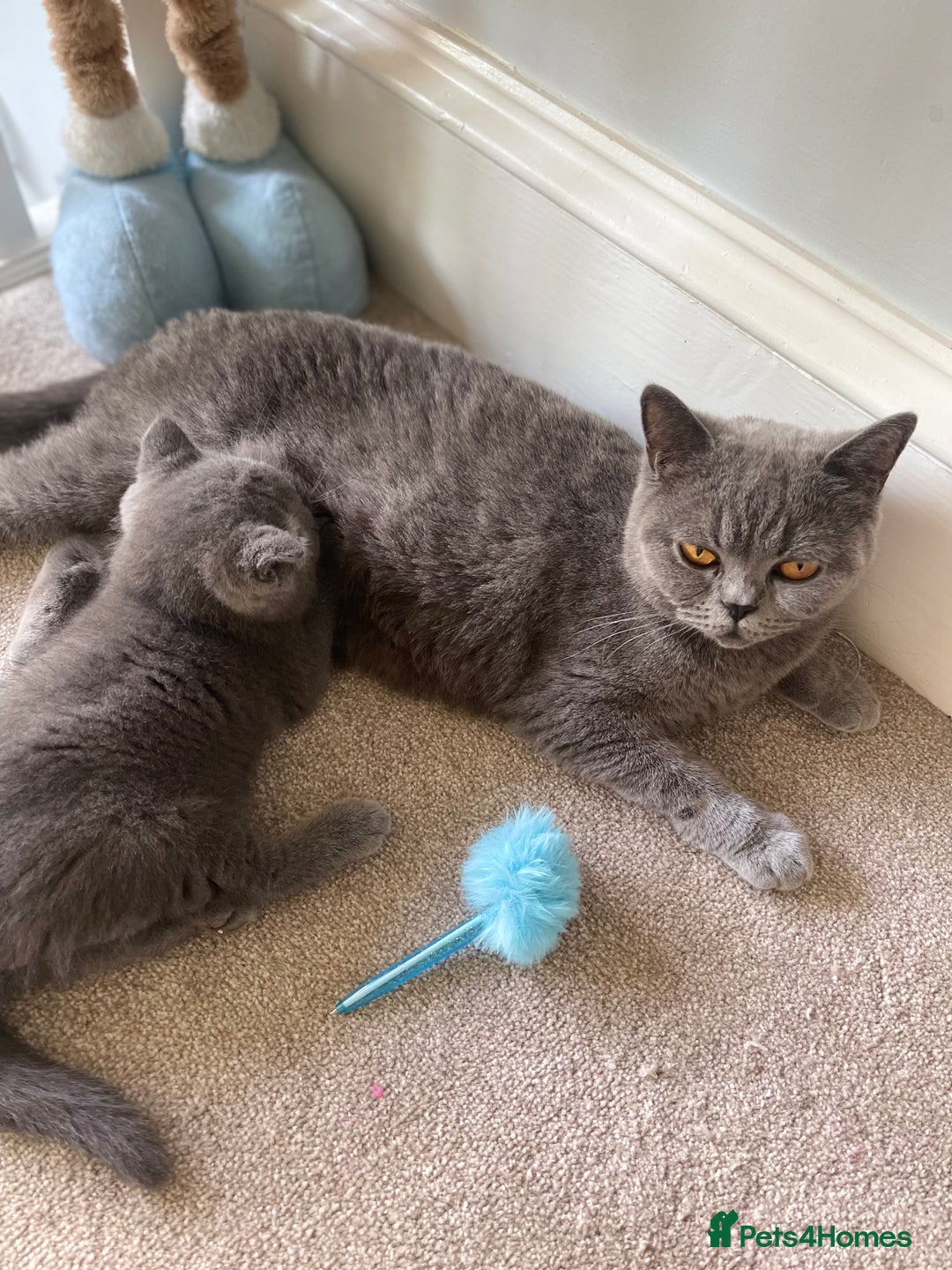 British Shorthair cats for sale: Last Chunky Boy ready to go✨ - Image 10