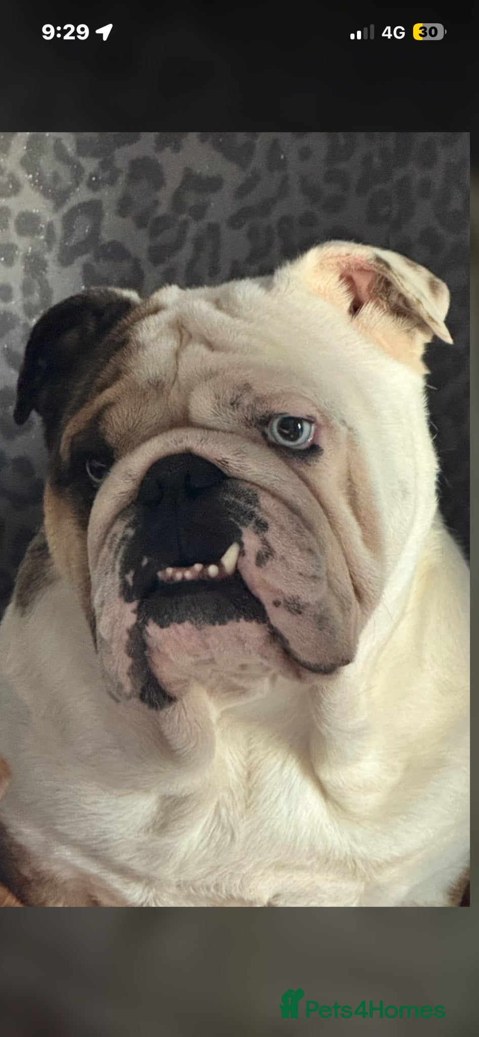 English Bulldog dogs PROVEN -SHRINKABULLS bloodline.  - Advert 1