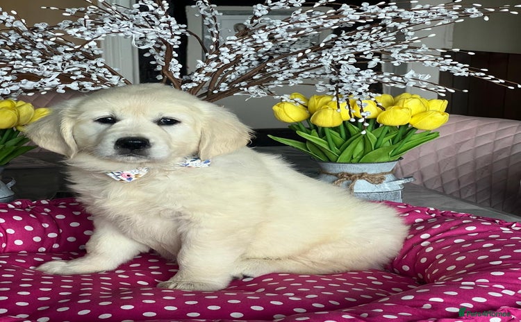 Golden Retriever dogs - Advert 1