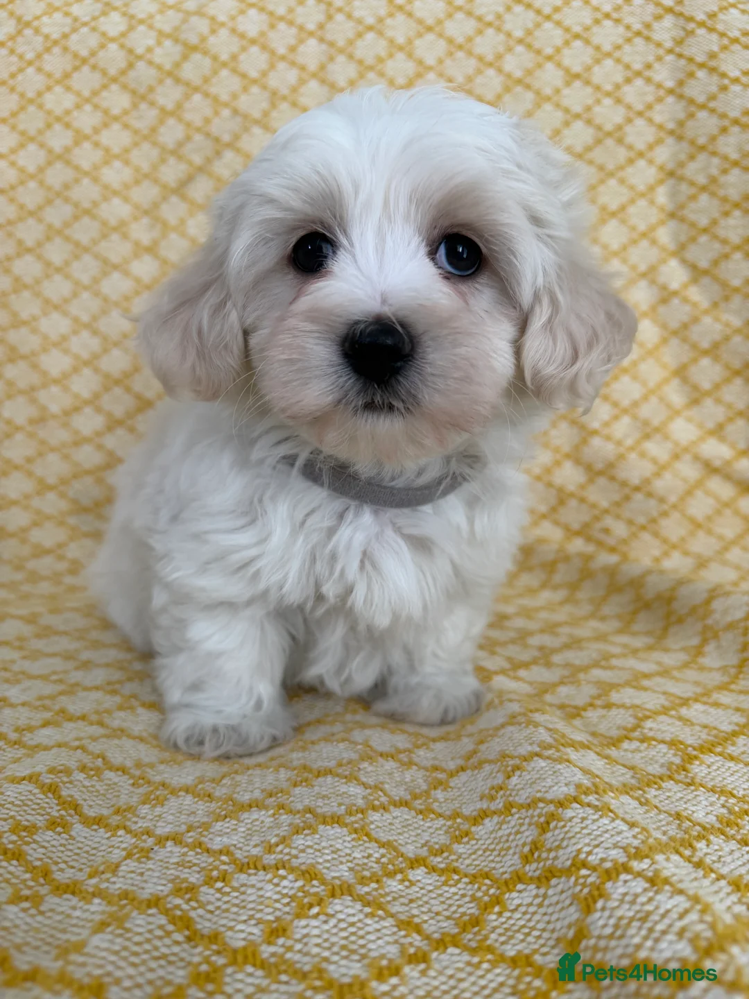 Maltipoo dogs for sale: Beautiful happy health tested Maltipoo fur babies  - Advert 15