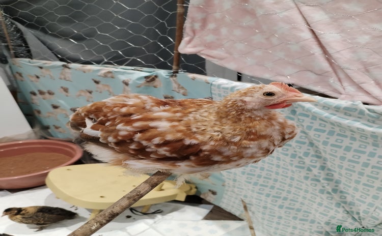 Chickens poultry Pekin Bantam Cockerel 9week - Advert 1