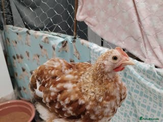 Chickens poultry Pekin Bantam Cockerel 9week - Advert 22