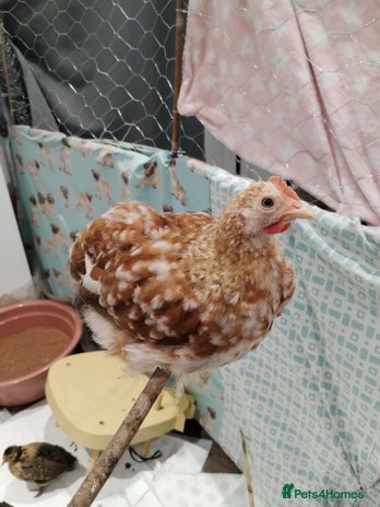 Chickens poultry Pekin Bantam Cockerel 9week - Advert 1