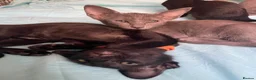 Oriental cats for sale: 7 stunning oriental kittens available now - Advert 10