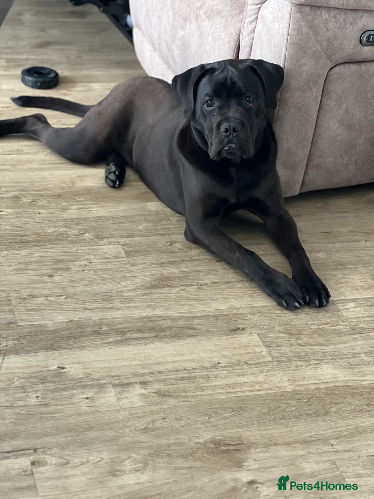 Cane Corso dogs 10 month old male cane corso  - Advert 2