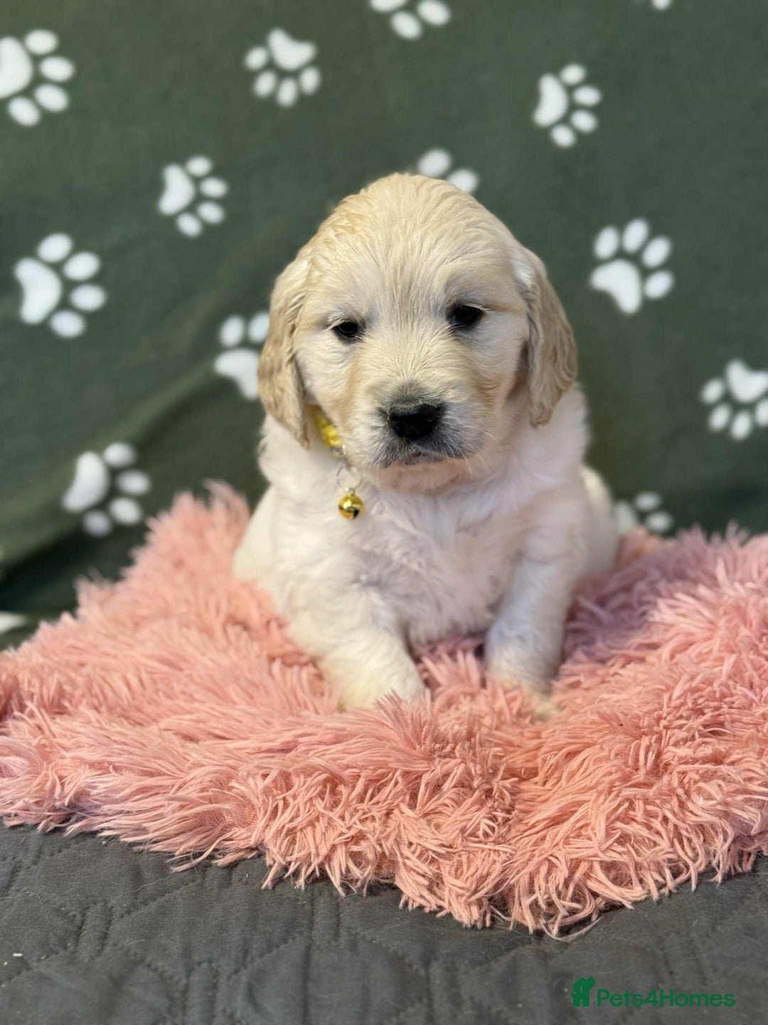 Golden Retriever dogs for sale: Stunning health tested Golden Retriever Puppies  - Advert 20