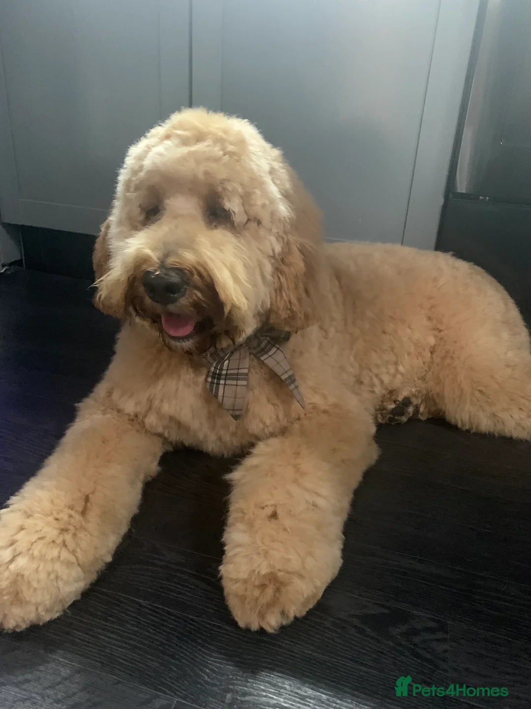 Labradoodle dogs for stud: Proven Extensive DNA health checked Stud in Warrington - Advert 13