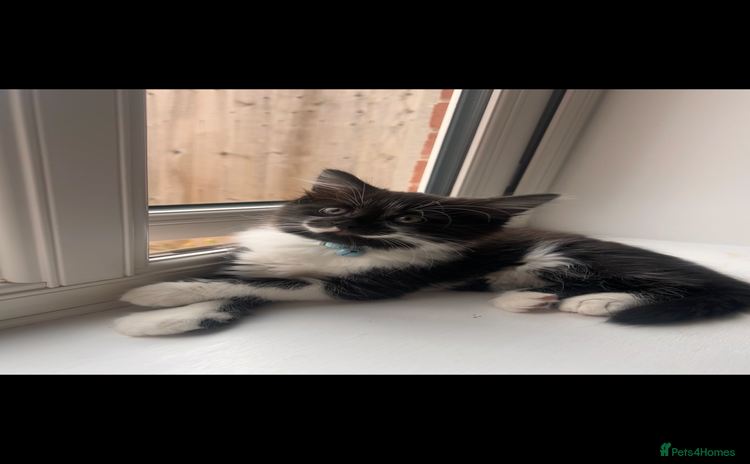 Mixed Breed cats - Advert 12