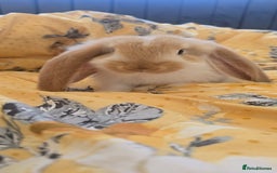 French Lop rabbits for sale: Beautiful French Lop bunnies - Image 5