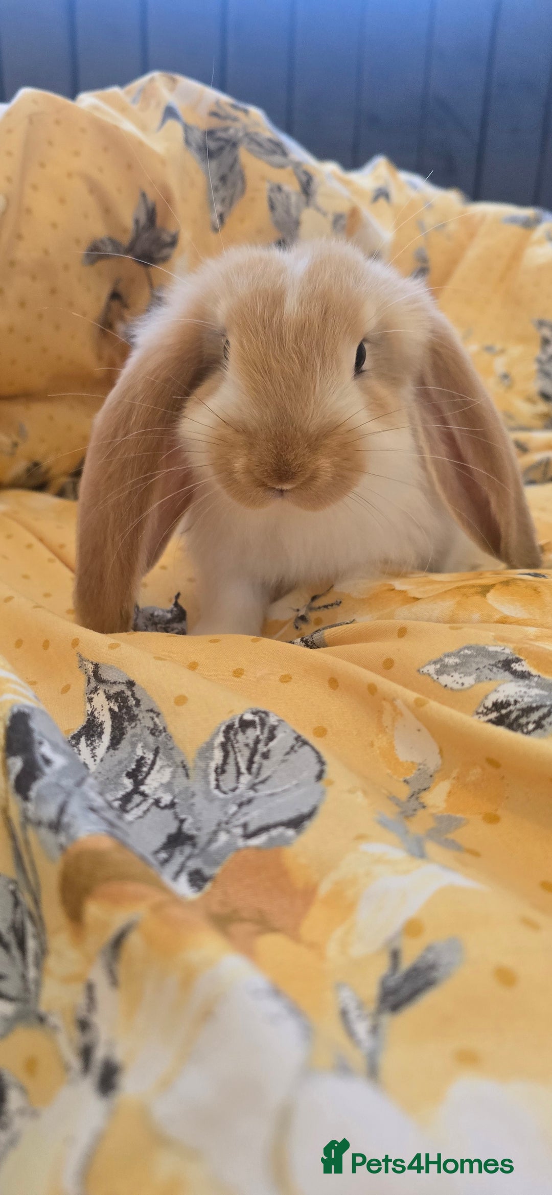 French Lop rabbits for sale: Beautiful French Lop bunnies - Image 5