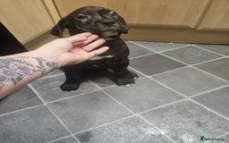 Cane Corso dogs for sale: Cane corso pups  - Image 8