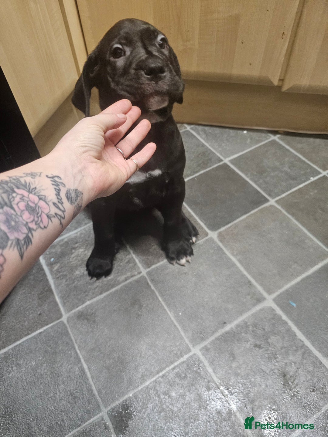 Cane Corso dogs for sale: Cane corso pups  - Image 8