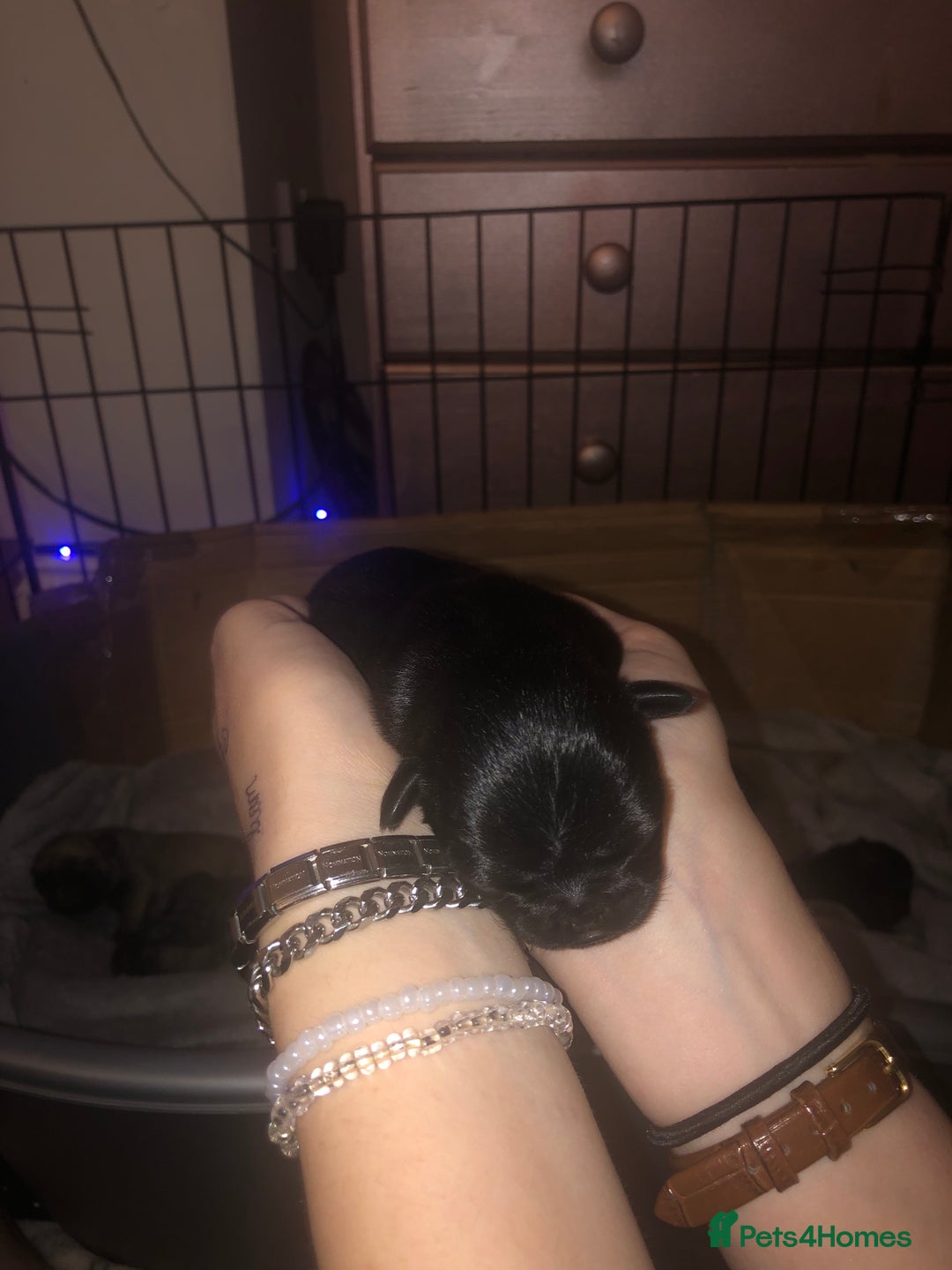 Pug dogs for sale: Pug puppies - Image 24