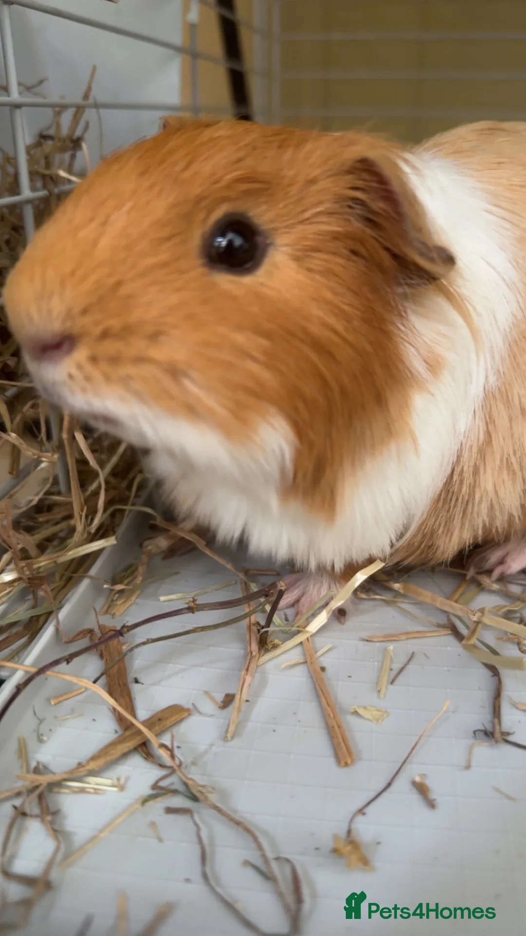 Guinea Pig rodents for sale: Male Guinea Pigs in Torrington - Advert 4
