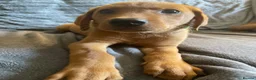 Labrador Retriever dogs for sale: Extensively health tested  Red Labrador puppies  - Advert 15