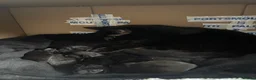 Mixed Breed cats for sale: Mixed gender black kittens for sale  - Advert 13
