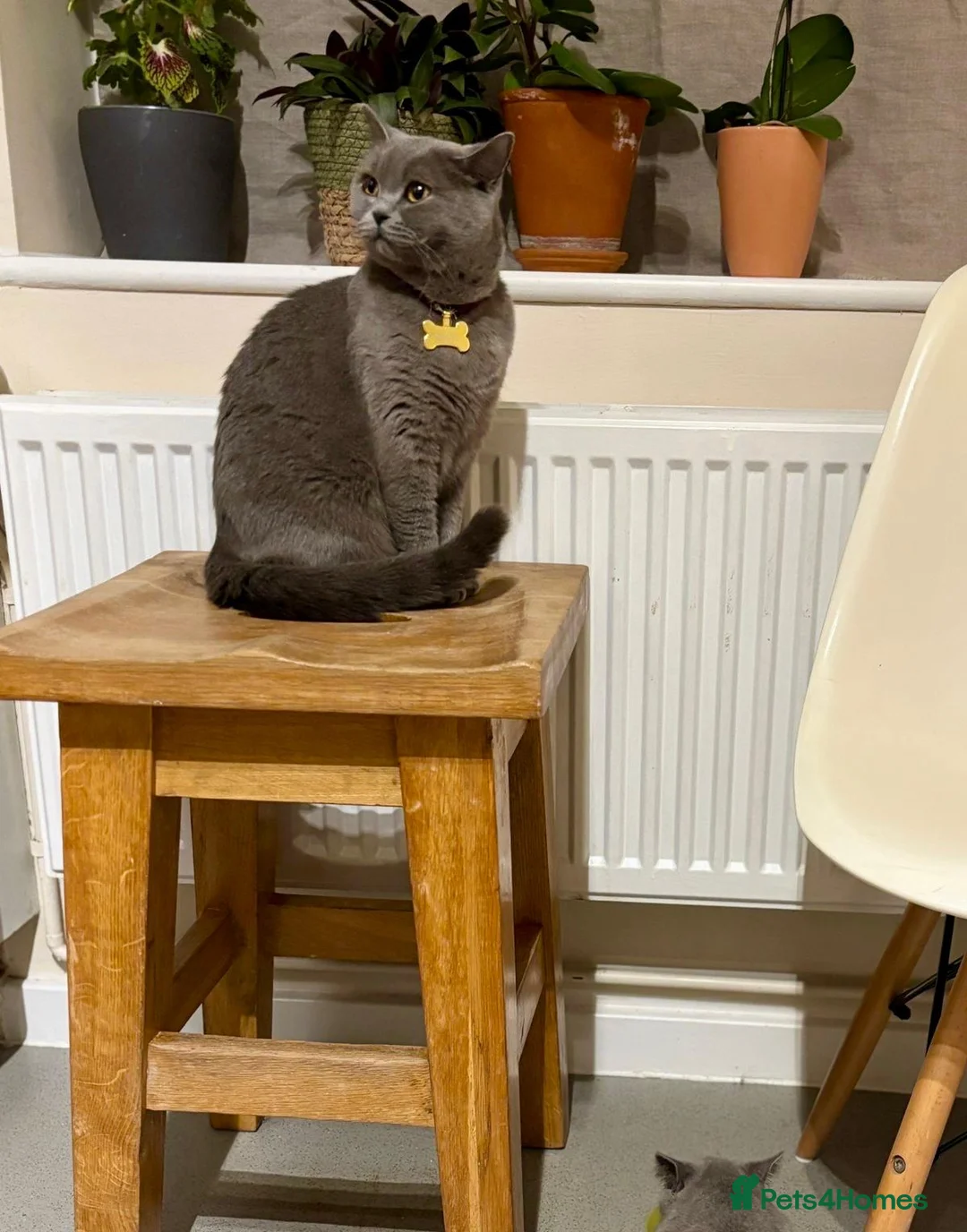 British Shorthair cats for sale: kitten british sort hair (blue) - Advert 2