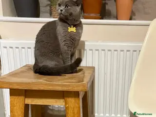 British Shorthair cats kitten british sort hair (blue) - Advert 7