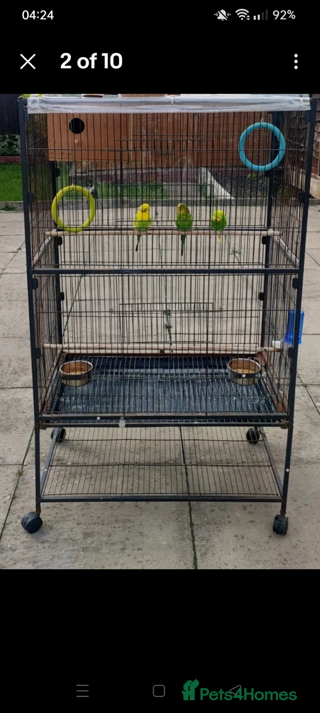 Budgerigars birds for sale: Pair of budgies  in Smethwick - Advert 2