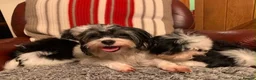 Maltese dogs for sale: Beautiful 7/8 Maltese Girl  - Advert 1