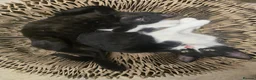 Domestic Shorthair cats for sale: Kittens - Advert 3
