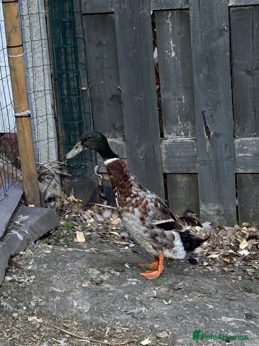 Mixed Breed poultry for sale: Appleyard runner drake in Barnsley - Advert 5