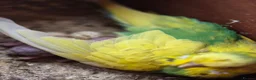 Mixed Breed birds for sale: Birds  - Advert 31