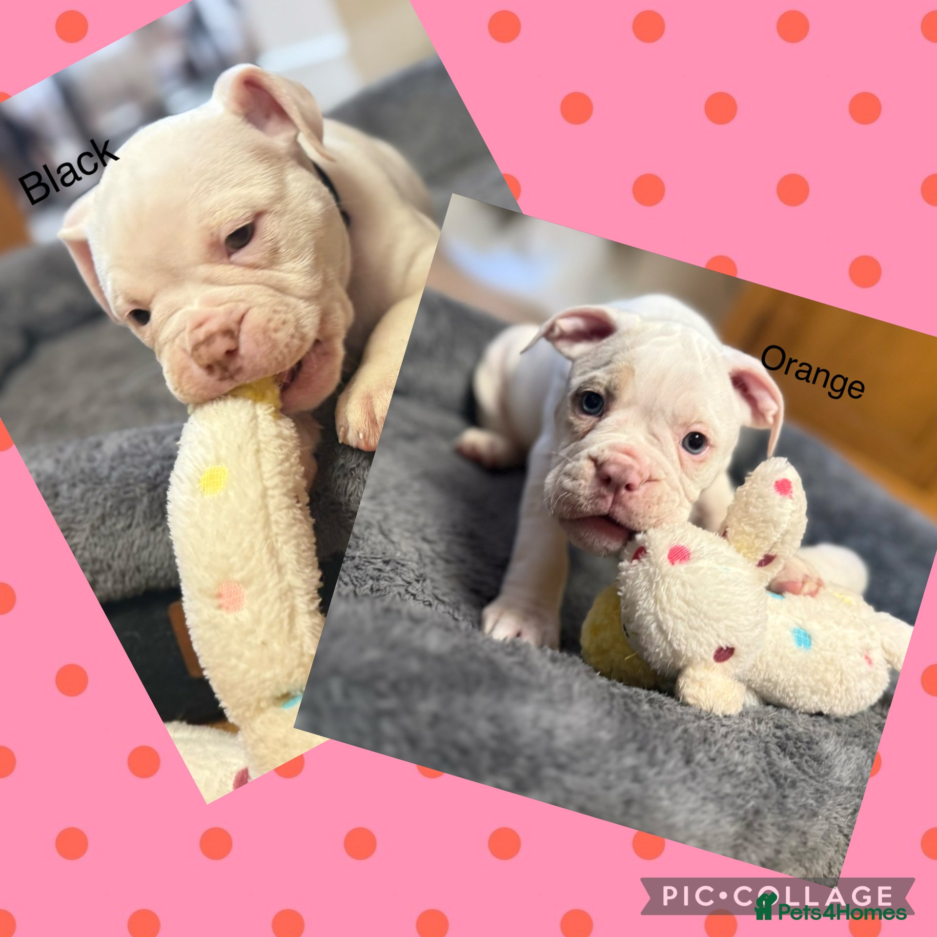 Olde English Bulldogge dogs 2 Olde English Bulldogge girls NEBBR reg puppies - Advert 5