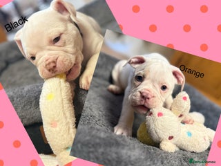 Olde English Bulldogge dogs 2 Olde English Bulldogge girls NEBBR reg puppies - Advert 5
