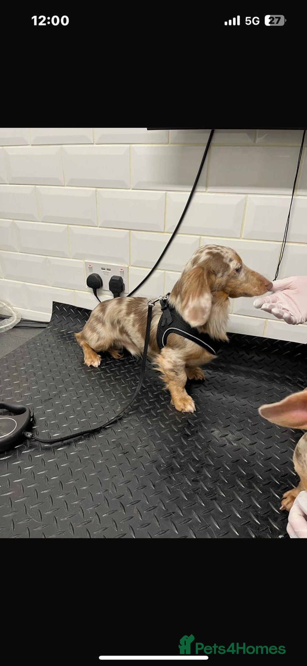 Miniature Dachshund dogs for stud: Isabella & Tan Long Hair Dapple Carrying Piebald  - Advert 7