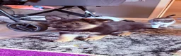 German Shepherd dogs for sale: KC registered German shepherd puppies.  - Advert 7