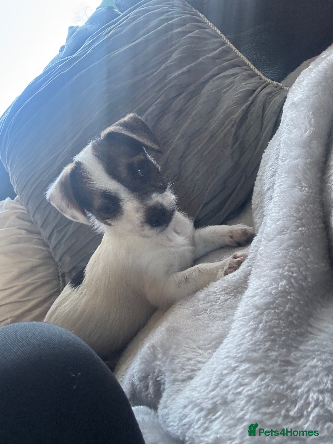 Jack Russell dogs for sale: Jack Russell girl pup  - Advert 8