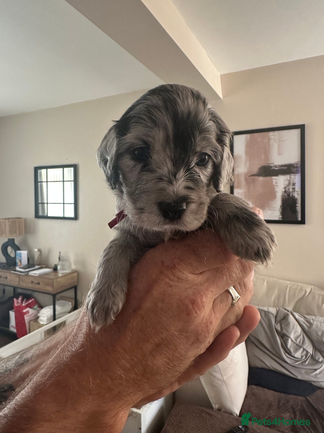 Cockapoo dogs for sale: Beautiful cockapoo puppies delivery possible - Image 1