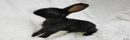 Rex rabbits for sale: Mini rex rabbits, black Vienna marked buck - Advert 21